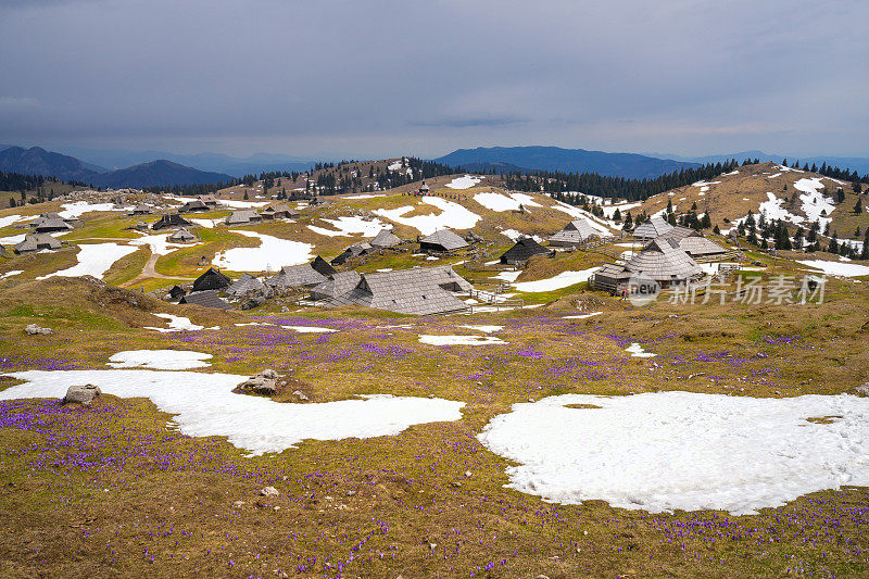 Velika planina，欧洲斯洛文尼亚的大牧场高原，有很多小屋，一些雪，藏红花和多云的天空。